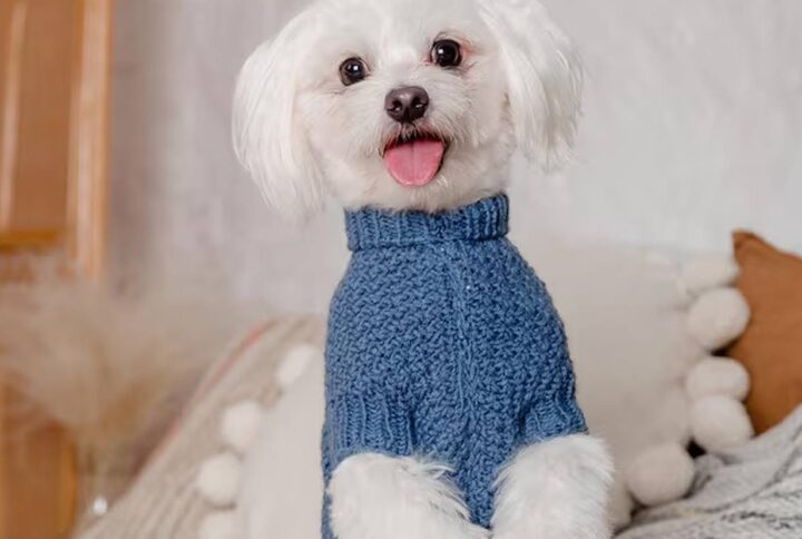 pas i najbolja hrana