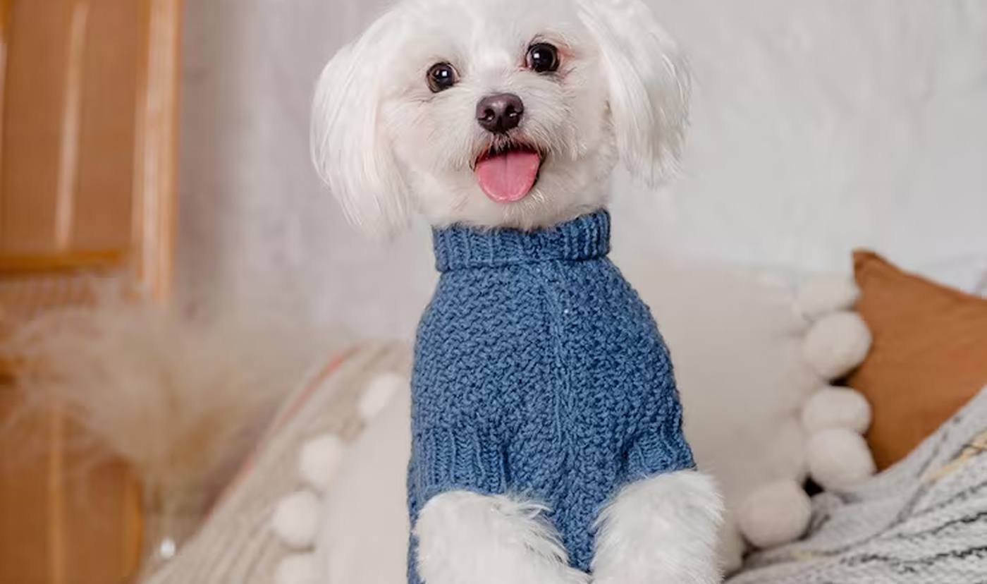 pas i najbolja hrana