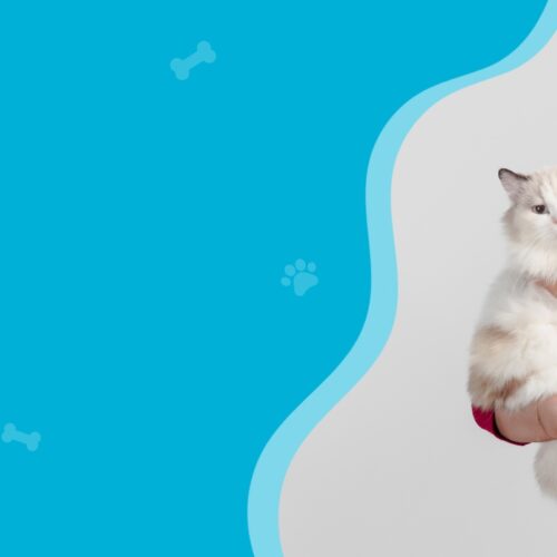 Kvalitetna hrana za mačke – kako izabrati pravu ishranu